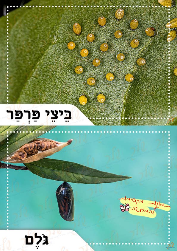 הפרפר (1)